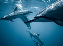 华体会HTH平台——开启极致体验的全新体育与娱乐生态